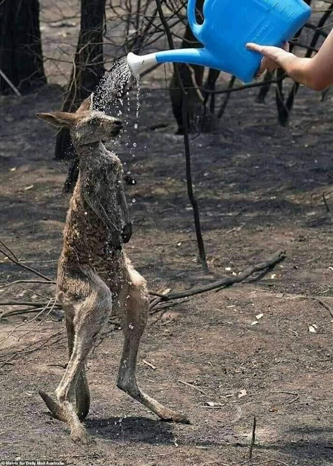 paugasol's tweet photo. More than 12 million acres have burned, 23 people have died, 1,500 homes have been destroyed. Almost half a BILLION animals are estimated to have been killed by the #AustraliaFires.

This crisis affects all of us. If you can, please help and donate: https://t.co/XOFU8zH2C6 https://t.co/MAD90QhJGs