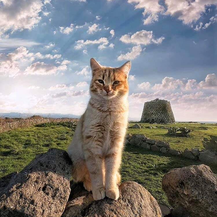 BandieraSarda's tweet photo. Buon Anno 2020,
dal nuraghe Santa Sabina, Silanus, 
foto Bibi Pinna
Bandiera Sarda <3 
https://t.co/6GreroALLh https://t.co/pGCl8MGGXl https://t.co/FEz6wgcfrG