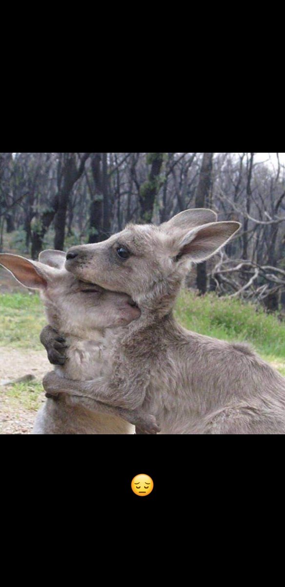 hadj_hassina's tweet photo. L'Australie brule, un véritable désastre pour l'écosystème et le pays.
Plus de 1500 maisons détruites par les flammes , 480 millions animaux tués à cause des flammes, 100.000 personnes évacuées sans parler des fortes chaleurs qui couvrent Sydney. #PrayForAustralia #AustraliaFires https://t.co/yvofMMNzr1