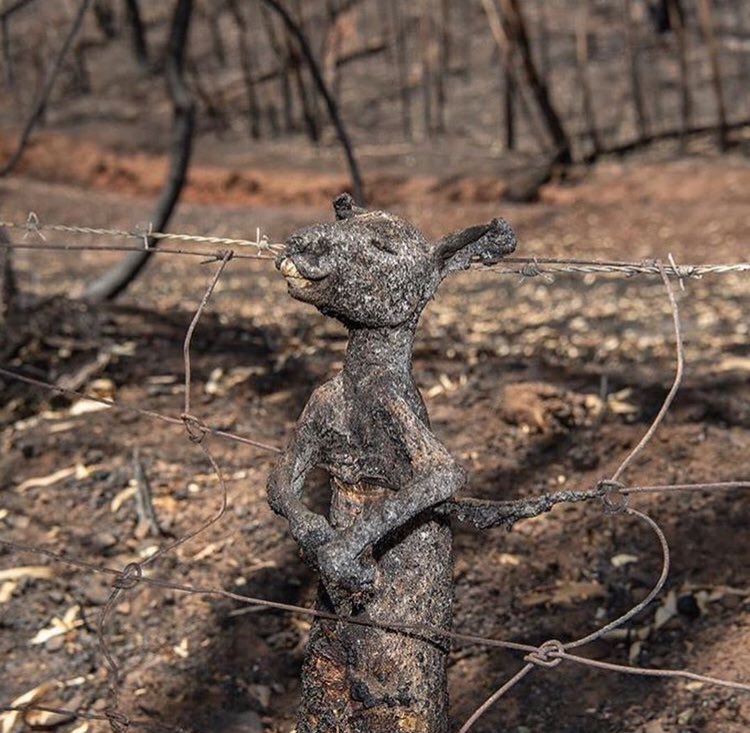 hadj_hassina's tweet photo. L'Australie brule, un véritable désastre pour l'écosystème et le pays.
Plus de 1500 maisons détruites par les flammes , 480 millions animaux tués à cause des flammes, 100.000 personnes évacuées sans parler des fortes chaleurs qui couvrent Sydney. #PrayForAustralia #AustraliaFires https://t.co/yvofMMNzr1