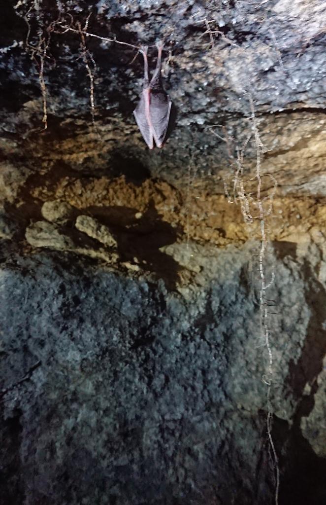 MathewsFiona's tweet photo. I found this lesser horseshoe bat today on the finest of tree roots poking into its cave. Amazing echolocation skills! @wiltsbg #hibernation #batstothefuture #conservation https://t.co/xCZlYNGOok