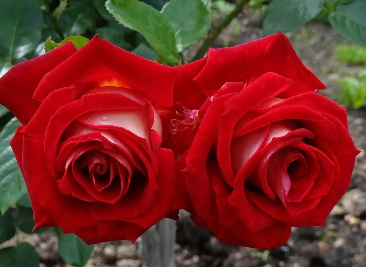 роза миледи чайно-гибридная. роза чайно-гибридная валентина. красивые алые розы. красивый букет. шикарный букет алых роз.