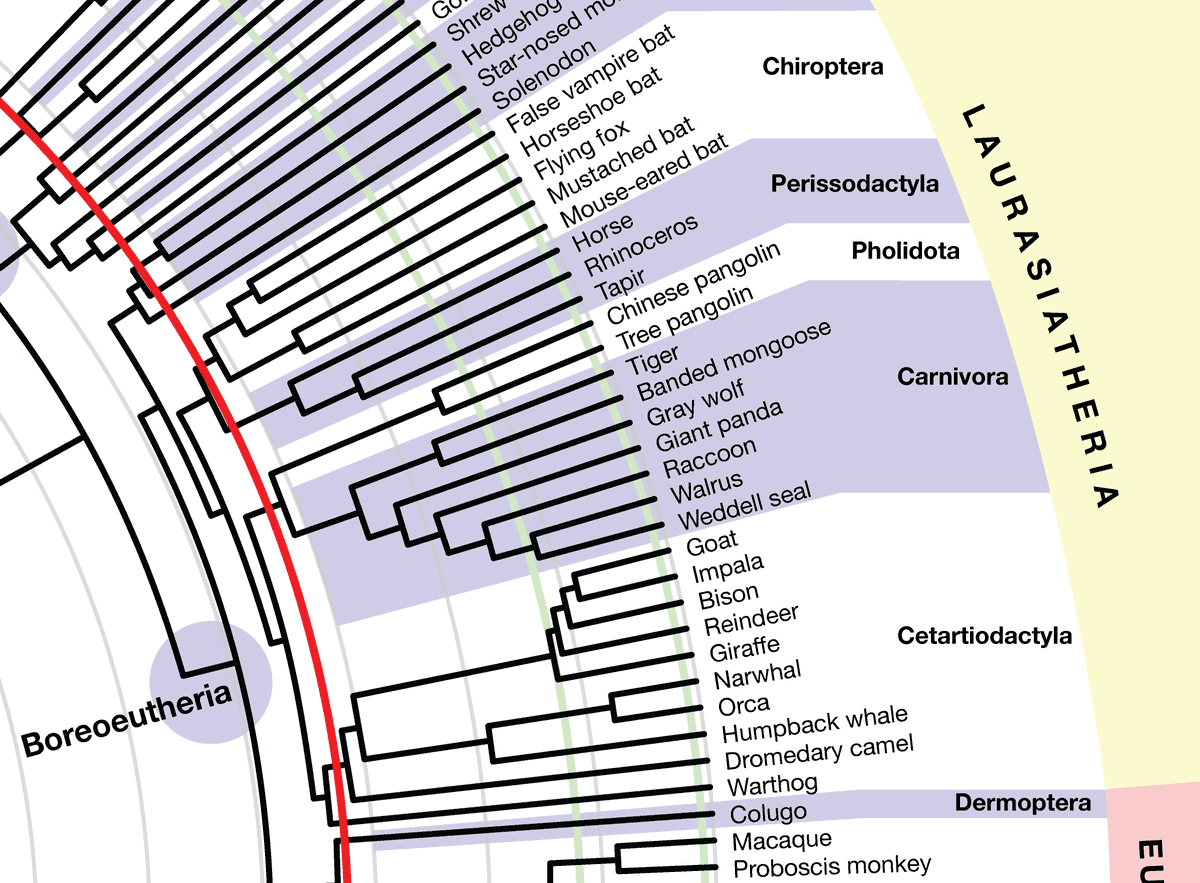 Detail of mammal phylogenetic tree showing Laurasiatheria, focusing on the even toed ungulates and cetaceans. Credit: John Hawks CC-BY-NC