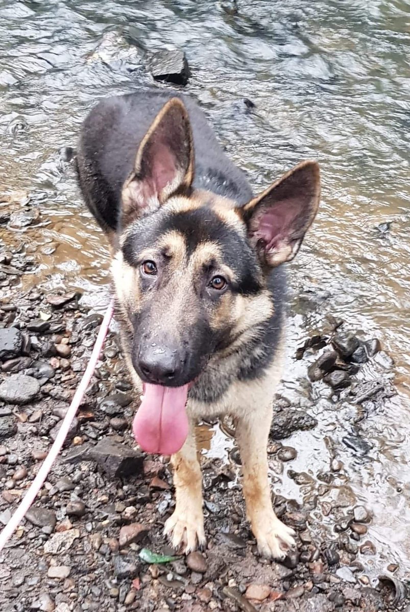 CorynRDR's tweet photo. Please meet 9 month old Apollo! He’s looking for a home with good breed knowledge and experience and also time to continue his training. He’s very giddy and loves water 🐶 https://t.co/dJI5WS2xmQ