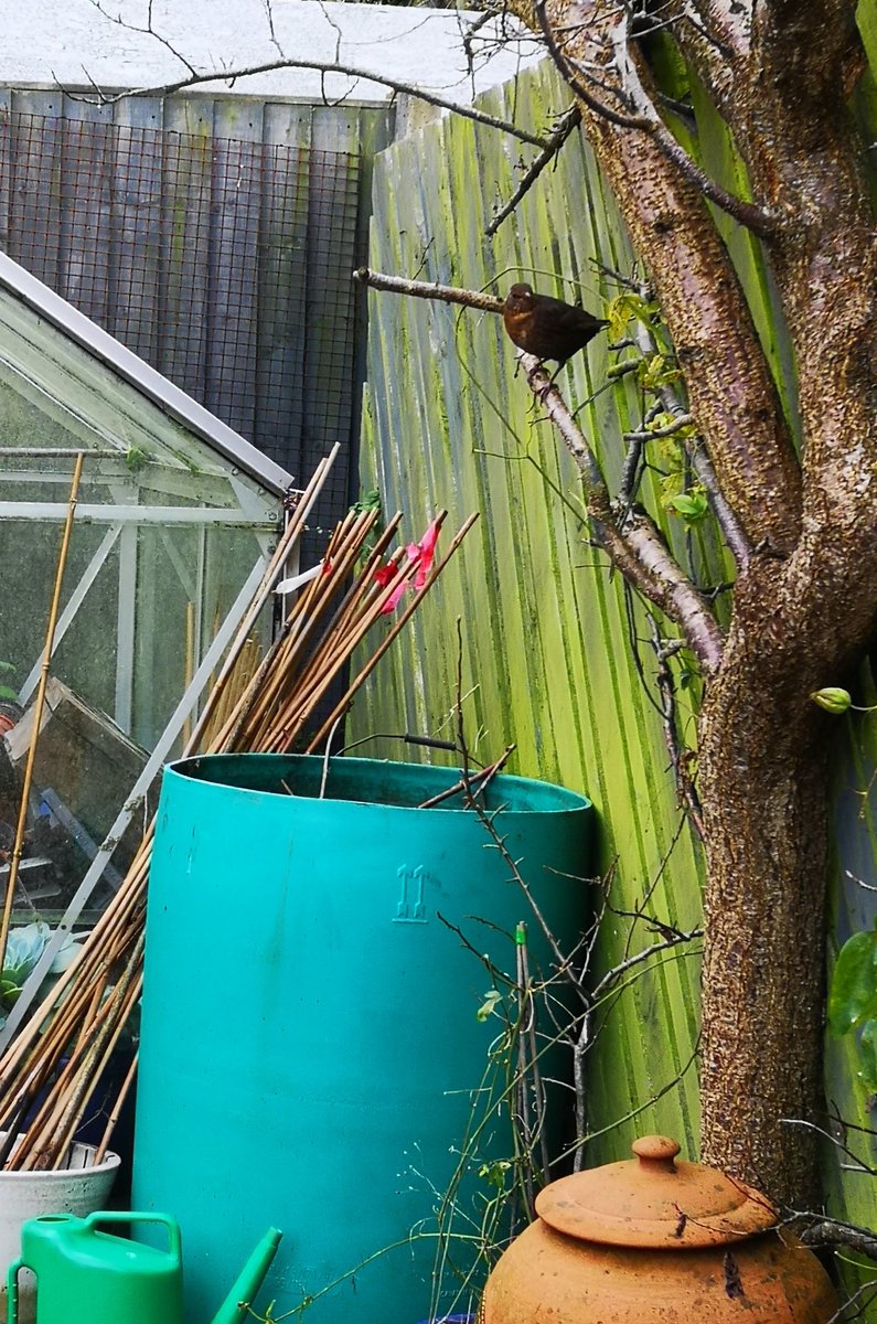 A little friend came by - benefits of wildlife friendly gardening! 
#birdphotography #birdwatching #wildlifephotography #wildlifefriendlygardening