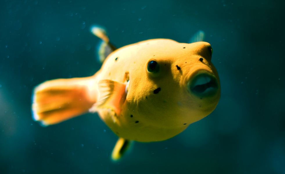 MyAquariumDepot's tweet photo. Blackspotted puffer fish by Martin Teschner License = Attribution-NoDerivs 01.04.2020
#jellyfish #reef #coralreef #ocean
#allmymoneygoestocoral #marinelife
#cyano #redslime #nuisancealgae https://t.co/DE6mRVfWsp https://t.co/XwDFiWJxSG
