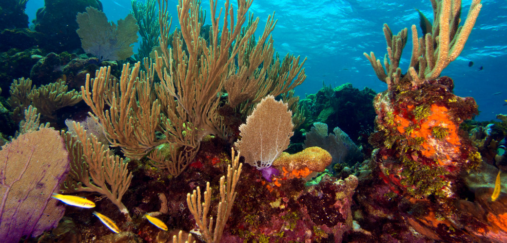 New year, new adventures! Start 2020 off strong by checking a dive trip to Roatan off your #bucketlist ✅ 

We can't wait to see what this year has in store for us at Barefoot Divers. Book your trip today: barefootdivers.com