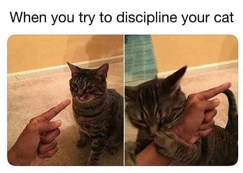 Cats and dogs friends (@catsandogsfrien) on Twitter photo 