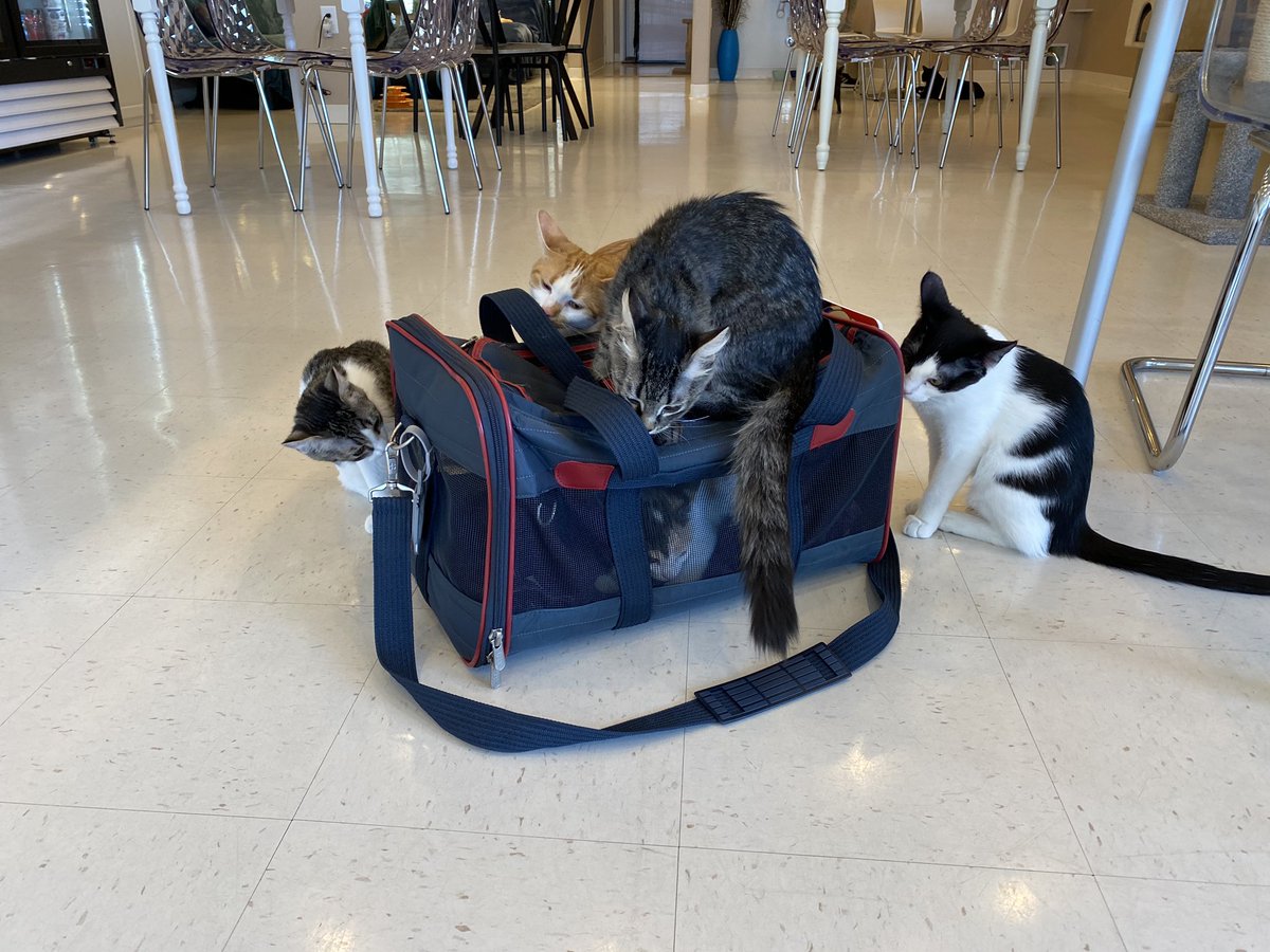 biochem_kitten's tweet photo. Get your #caturday fix at Catopia Cat Cafe! It’s at Paseo and Wyoming. I just dropped off Bubbles. If you’re interested in adopting her, or just want to cuddle with her and her new friends: I highly recommend a visit! 😻
#OneAlbuquerque #AWDpets #Bubbles #catopiacatcafe https://t.co/rzePY04wJB