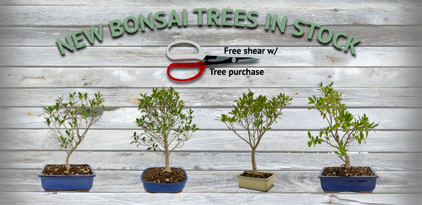 Come see the new trees we just listed + FREE pruning shear with tree purchase. - mailchi.mp/dallasbonsai/w…