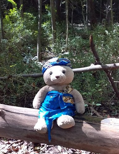 BaliBear2017's tweet photo. Hello everyone, Bali Bear has been back on the road, where do you think he is now? 
He is enjoying a hard-earned rest, after walking one of the many beautiful trails through the forest in Cuyahoga Falls in Akron, Ohio USA. 
Available: https://t.co/S4rekke34V #PRPPress #Bali https://t.co/4Mip02Ef9t