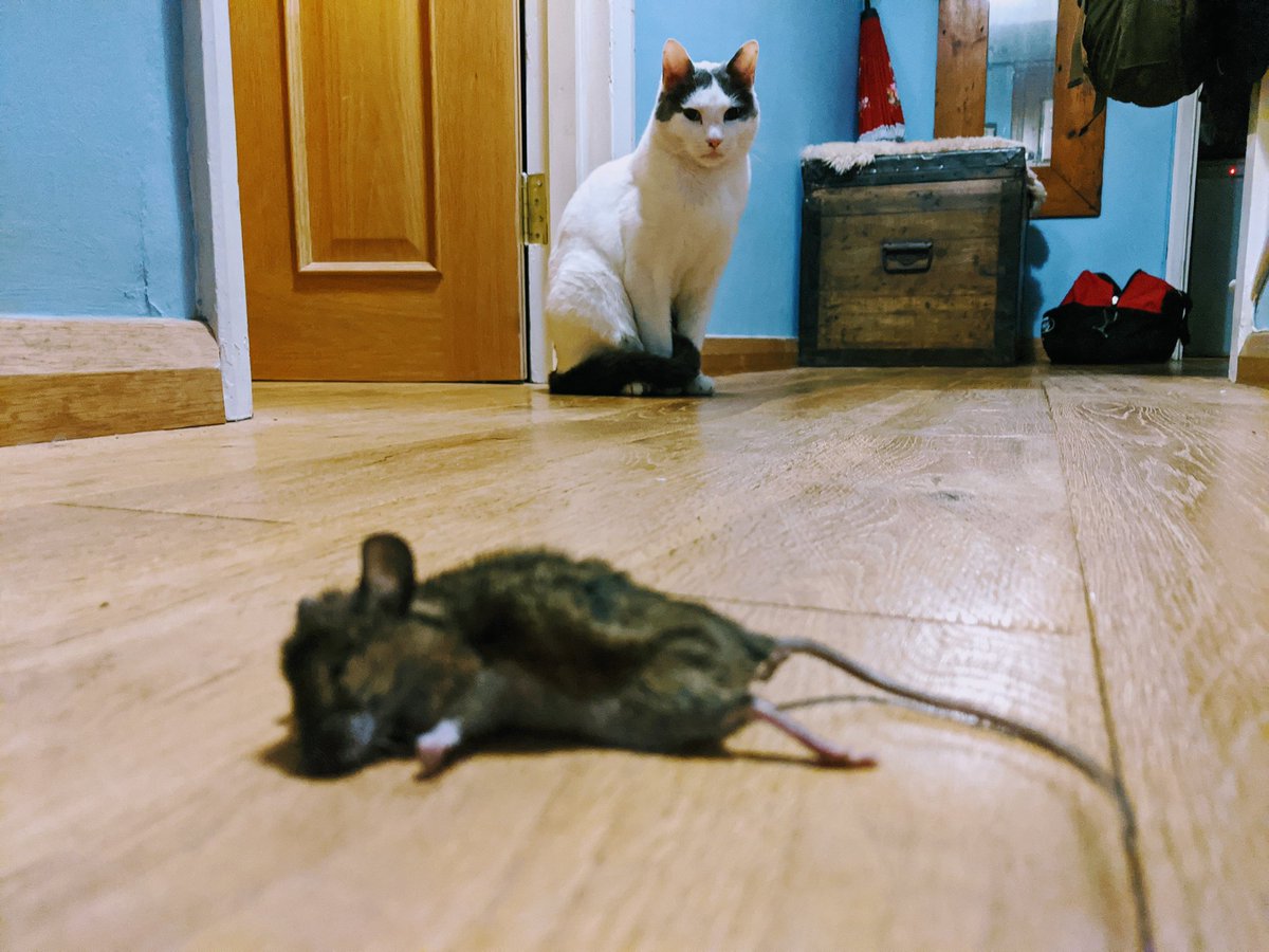 We is cats tweet media