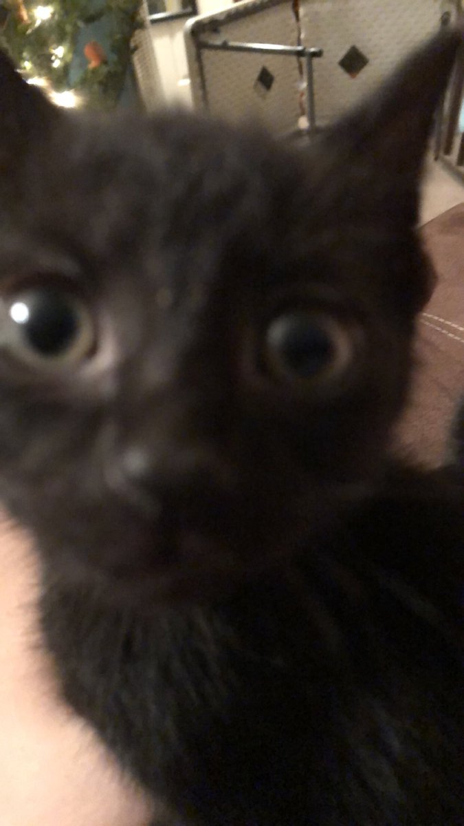 TuxedoFelix's tweet photo. my fostur siblingz r soo a-dora-bowl! https://t.co/OLF3lBuNab
