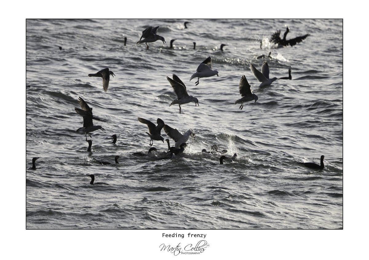 Feeding frenzy of Cormorants and gulls