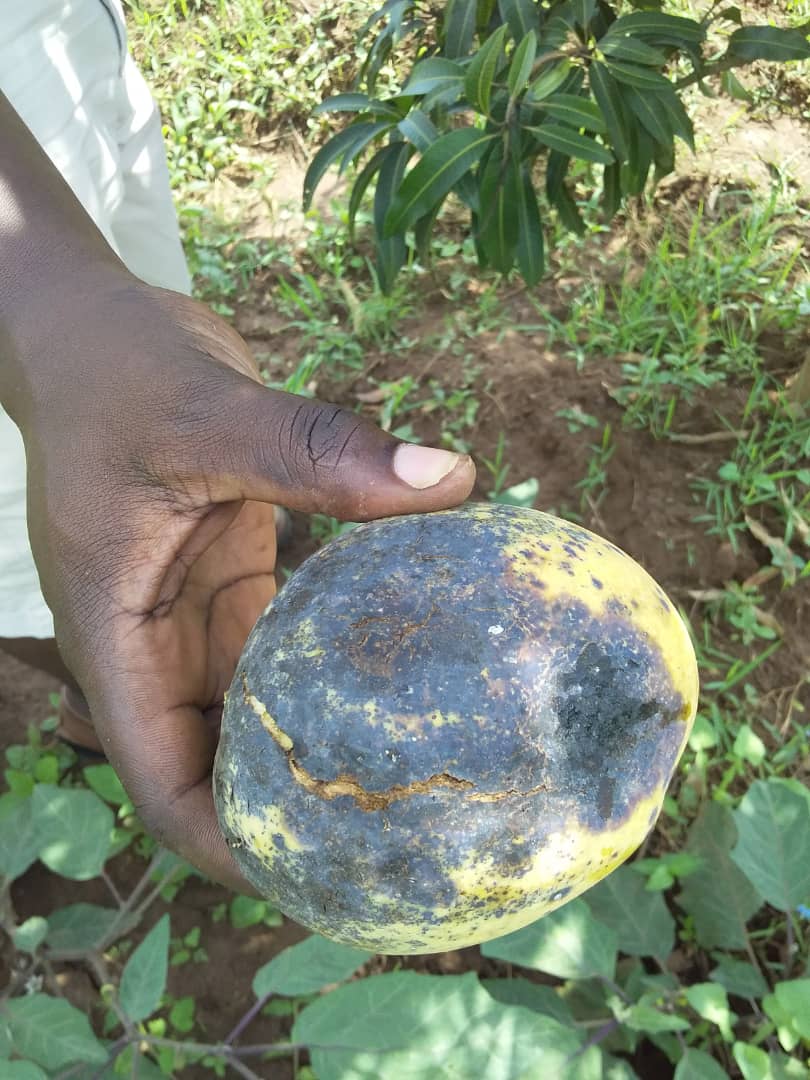 YEAN_Agro's tweet photo. Dear #farmers , it is important to communicate with other farmers. You can not work alone and expect improvement. Try to share with others your #farming experience. The more you share' the more you gain more skills.
#FarmingIsNoble
#WeAreFarmers250 https://t.co/3MBYG6KpWh
