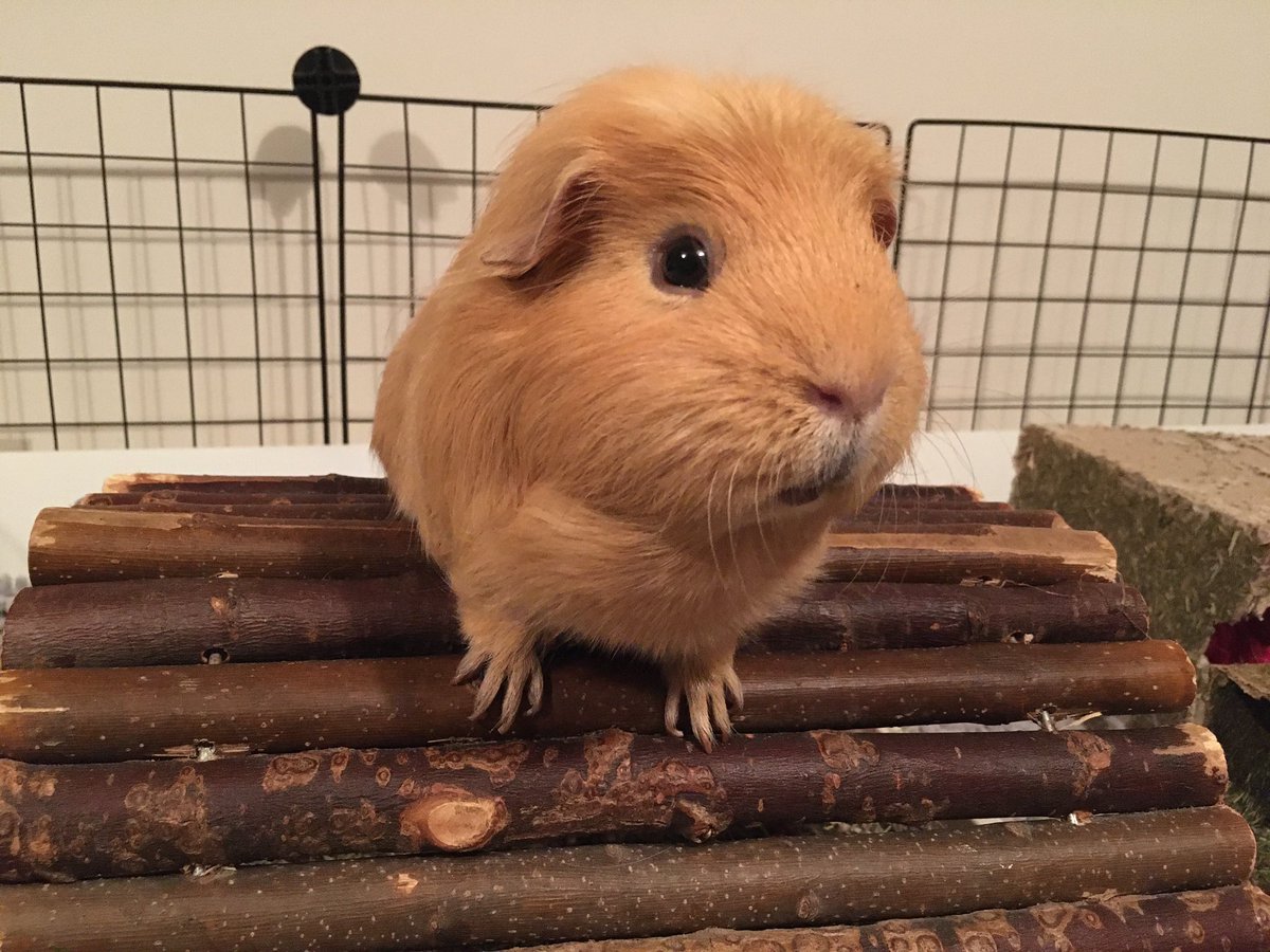 TuftyPiggie's tweet photo. A starving Barley waits desperately for news of treats... #frontfeets #logclub #goldenmischief https://t.co/JyJ8HP501M