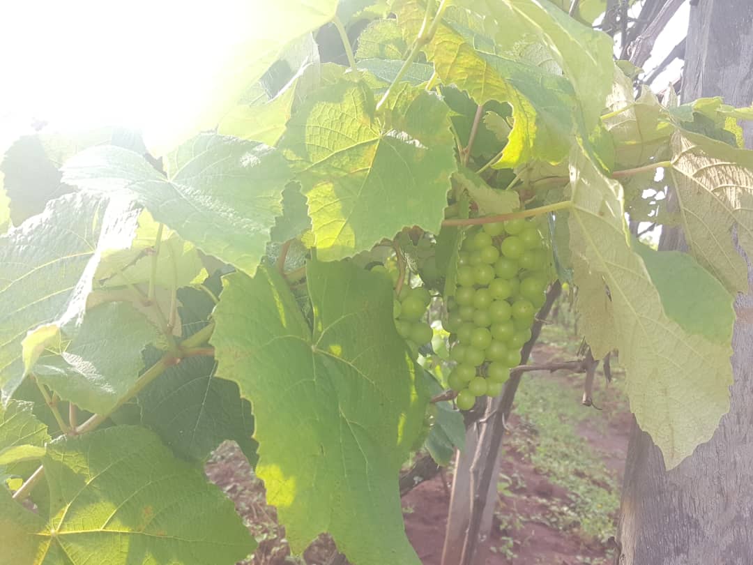 YEAN_Agro's tweet photo. Dear #farmers , it is important to communicate with other farmers. You can not work alone and expect improvement. Try to share with others your #farming experience. The more you share' the more you gain more skills.
#FarmingIsNoble
#WeAreFarmers250 https://t.co/3MBYG6KpWh