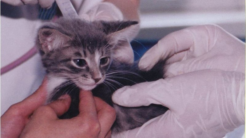 Беррес фредерик скиннер эксперимент с крысой. Человек с собакой на руках. Нажимать на животных. Нажимать на животных. Девушка с собакой на диване.