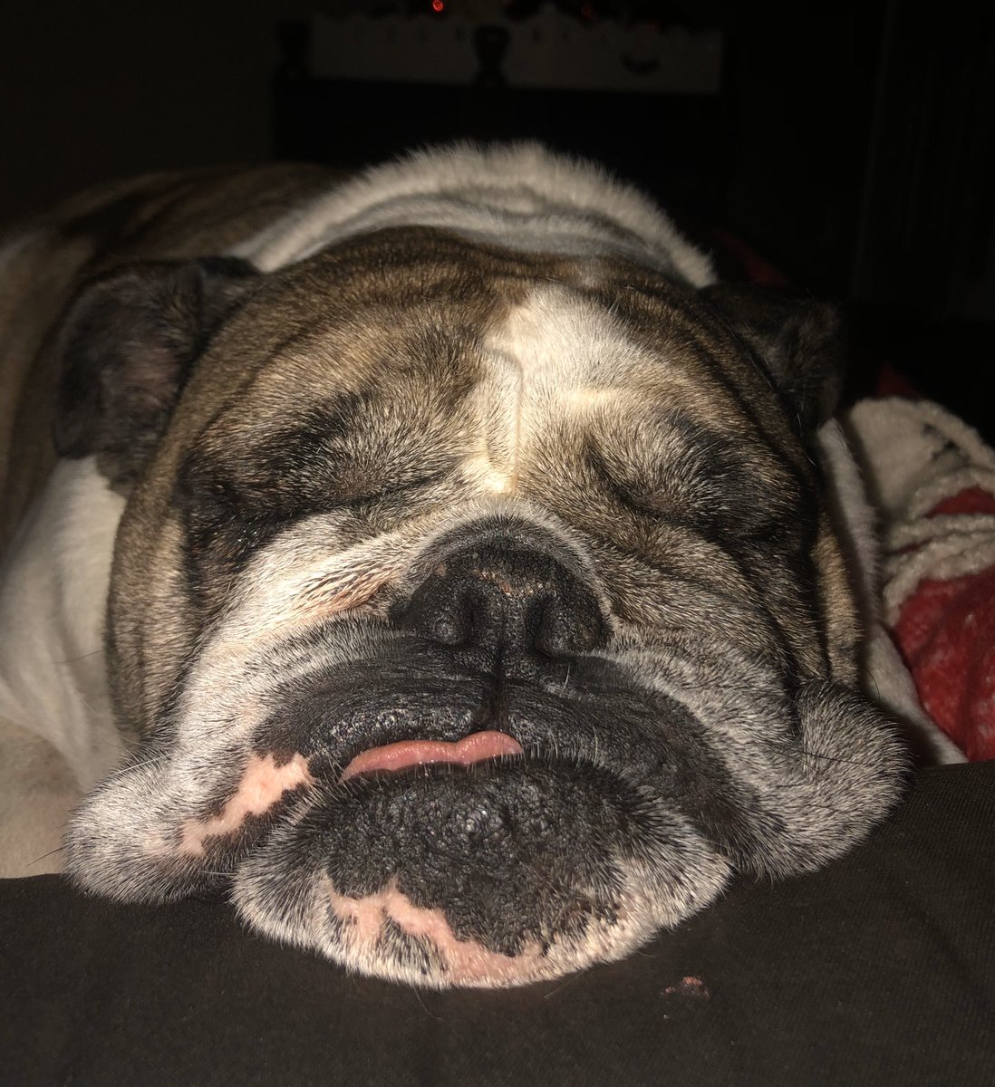 CaseyEstridge's tweet photo. @PLLWaterdogs Whipsnakes are boring. - Diesel #teamwaterdogs #freetucker2020 #dripdogs #ruffwaters https://t.co/JZSQizRTeG