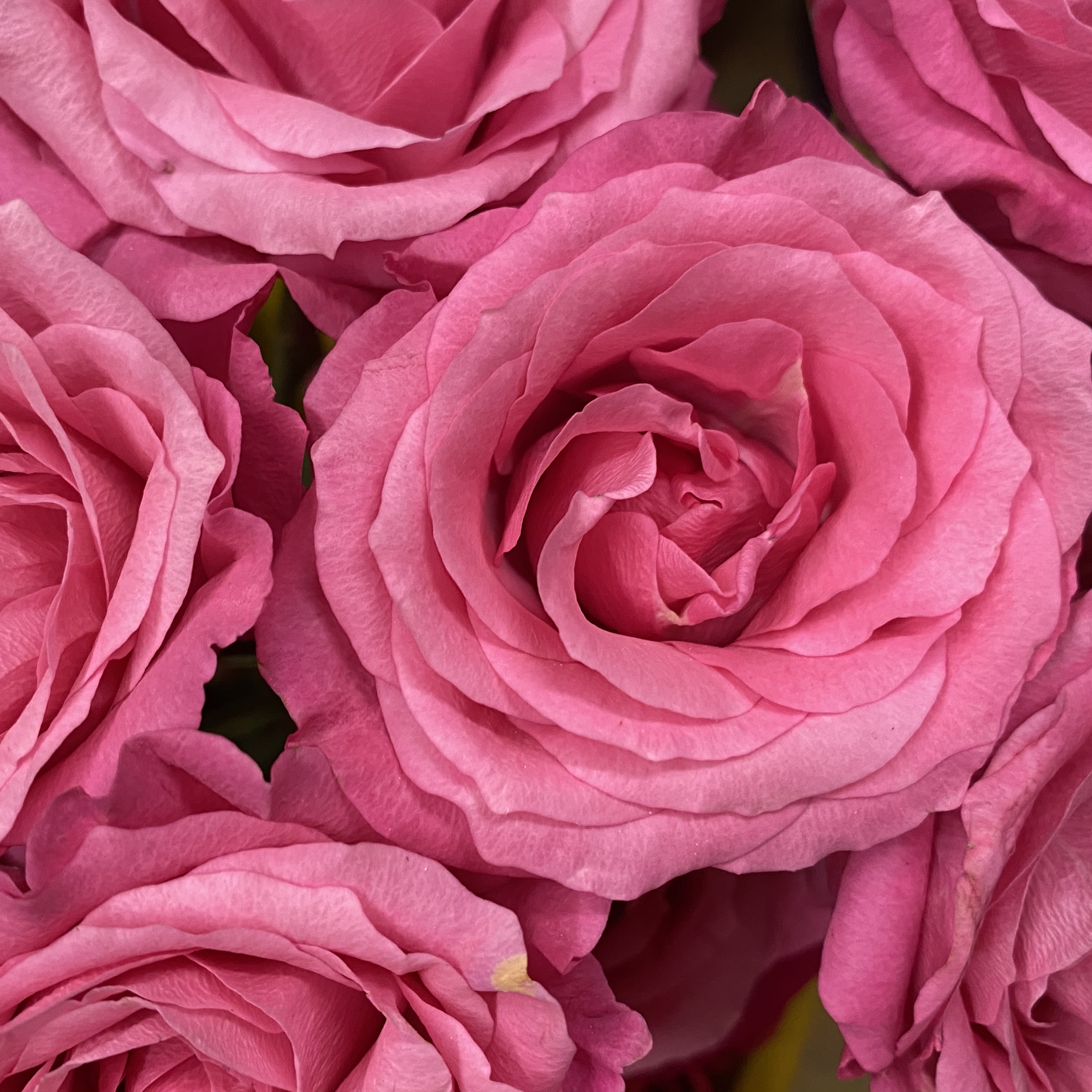 Kuhn Flowers (kuhnflowers) / Twitter