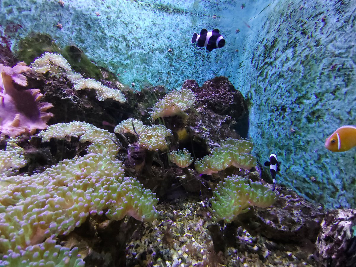 Underwater world ~
Scattered with shards of daylight ~
Fish darting between 🐟 ~
Hide and seek across the seas ~
Searching for their hopes and dreams 🐠
#haiku #poem #poetry #micropoetry #fishpoem #underthesea #tropicalfish #senryu #tanka