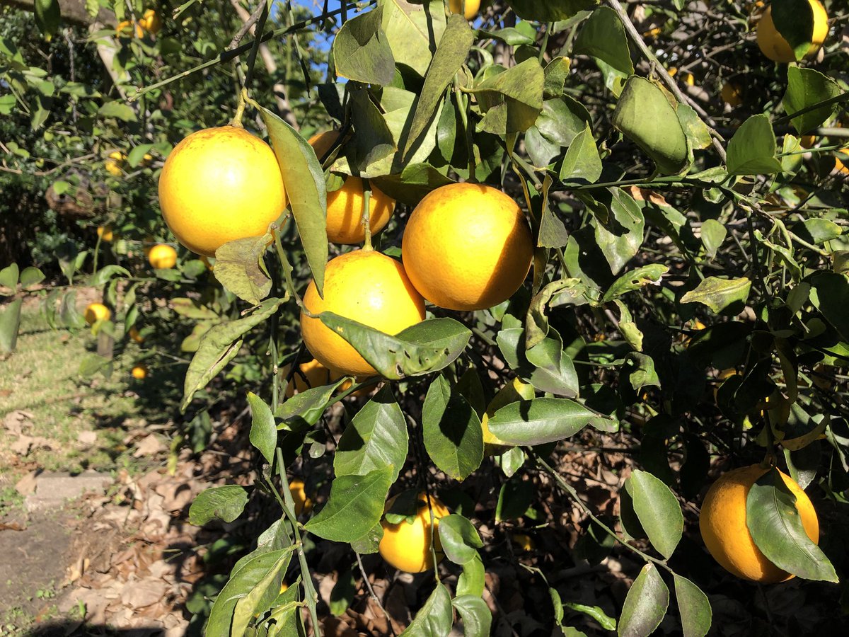Meyer lemons from my dad’s house. He loves to pick them and admire his bounty #MissHim