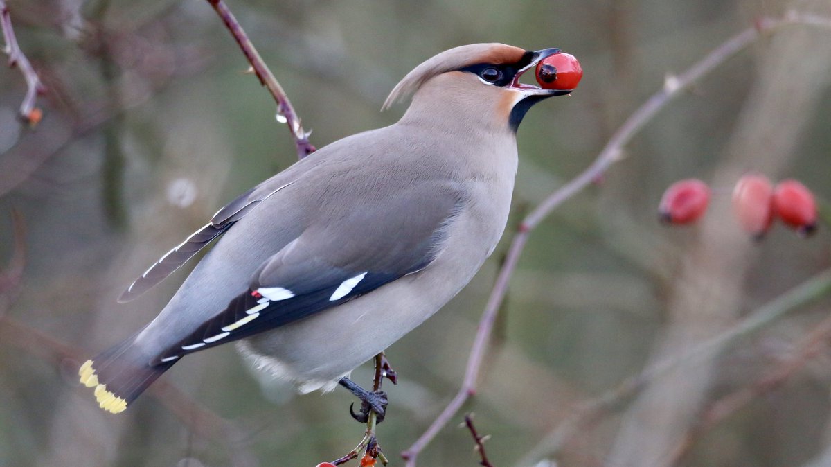 TopvanTexel's tweet photo. Deze prachtige #Pestvogel (Bohemian Waxwing) in #Lauwersoog was een van de 49 die bij elkaar zaten. De klapper van een prachtige dag op stap met #biedinngholland en @waarneming ! Bijna 80 soorten tijdens de Vliegende Start van 2020! https://t.co/24BulwqUou