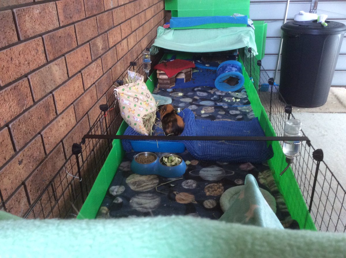Neish39's tweet photo. When you plan to clean but the furbabies look to cute to move ๐๐
Iโve cleaned one half so far ๐งผ
#cleancage #spotclean #furbabies #guineapigs #guineapig #cccage #cageliners #guineapigsaustralia https://t.co/zGjYUgrQF6