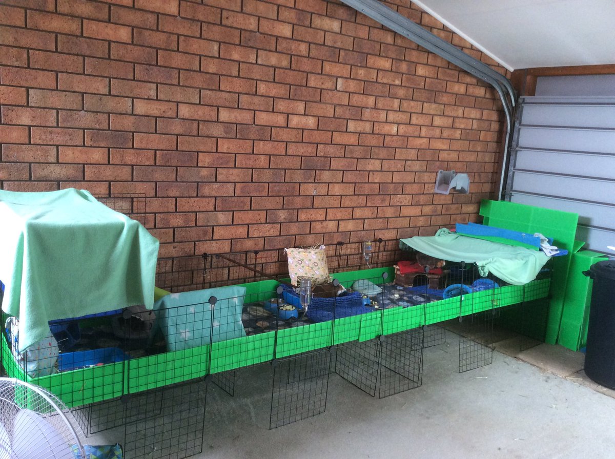 Neish39's tweet photo. When you plan to clean but the furbabies look to cute to move ๐๐
Iโve cleaned one half so far ๐งผ
#cleancage #spotclean #furbabies #guineapigs #guineapig #cccage #cageliners #guineapigsaustralia https://t.co/zGjYUgrQF6