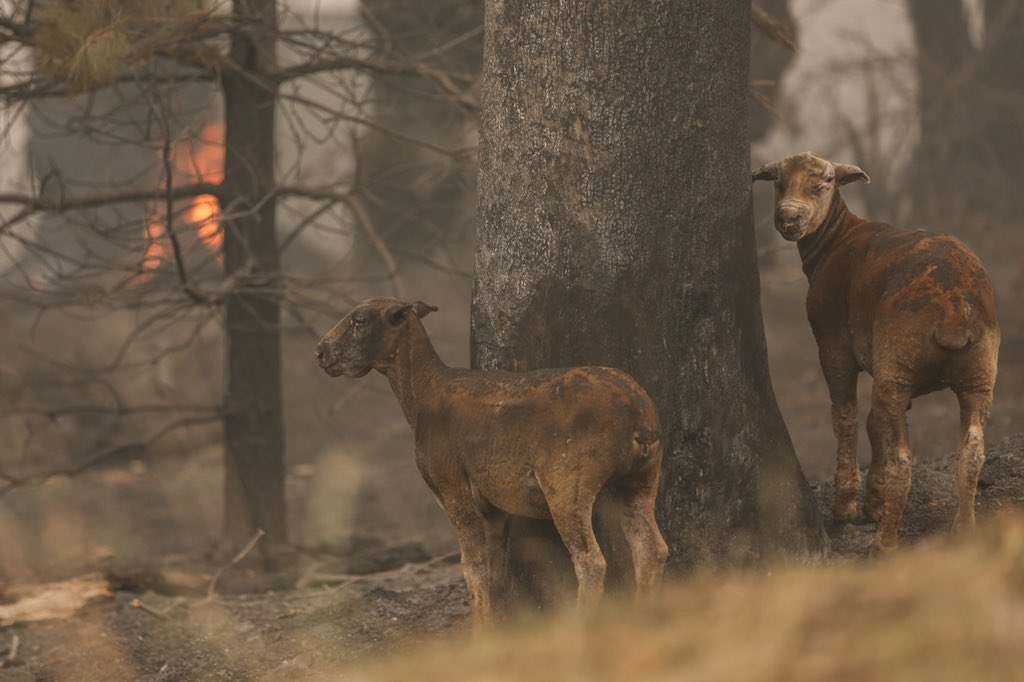 ACTcameramatt's tweet image. WARNING GRAPHIC. Sorry to share these images near Batlow, NSW. It’s completely heartbreaking. Worst thing I’ve seen. Story must be told. #AustraliaFires