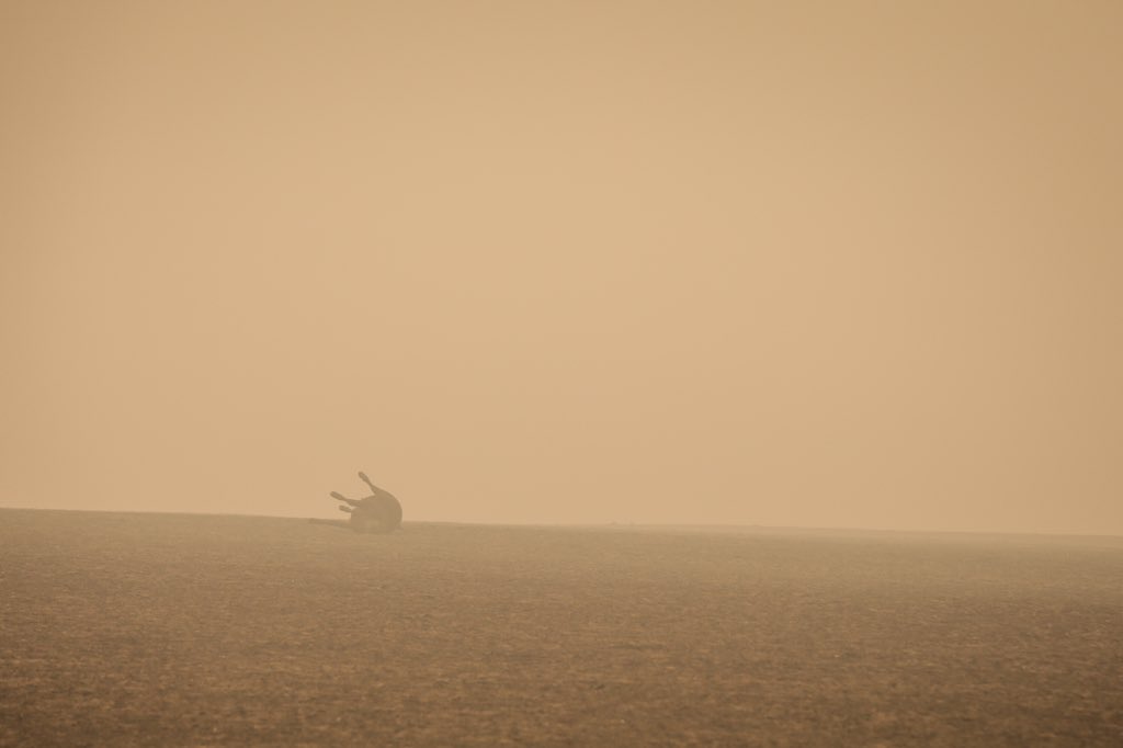 ACTcameramatt's tweet image. WARNING GRAPHIC. Sorry to share these images near Batlow, NSW. It’s completely heartbreaking. Worst thing I’ve seen. Story must be told. #AustraliaFires