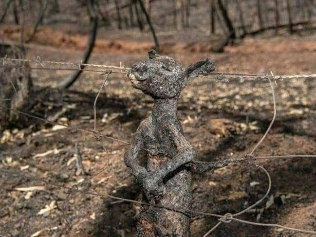 Faseeh_Tweets's tweet photo. While people making memes about the WW3, Australia is suffering the biggest fire ever happened
Wild fire broke out very quickly because of hot and dry weather.
Burned 5.7 million hectares, 10 million people get poisoned by wild smoke. 500 million animal died.

#PrayForAustralia https://t.co/529c0vVS1L