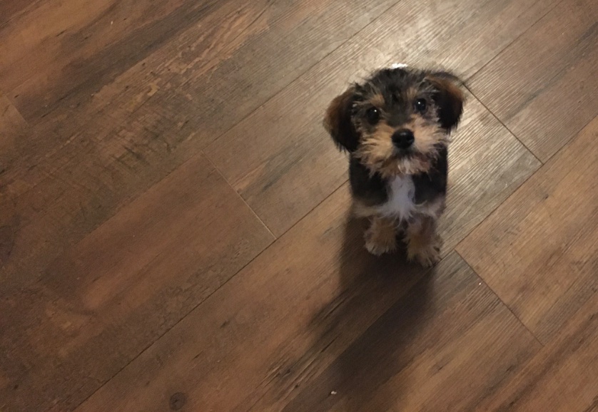 abbieglDVM's tweet photo. Small puppy needs help:
https://t.co/UV9b9akVxh
1/2 https://t.co/cu1Mi9nmsB