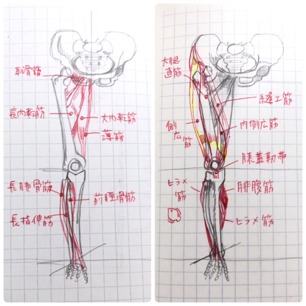 筋肉絵描き歌 〜脚編〜 