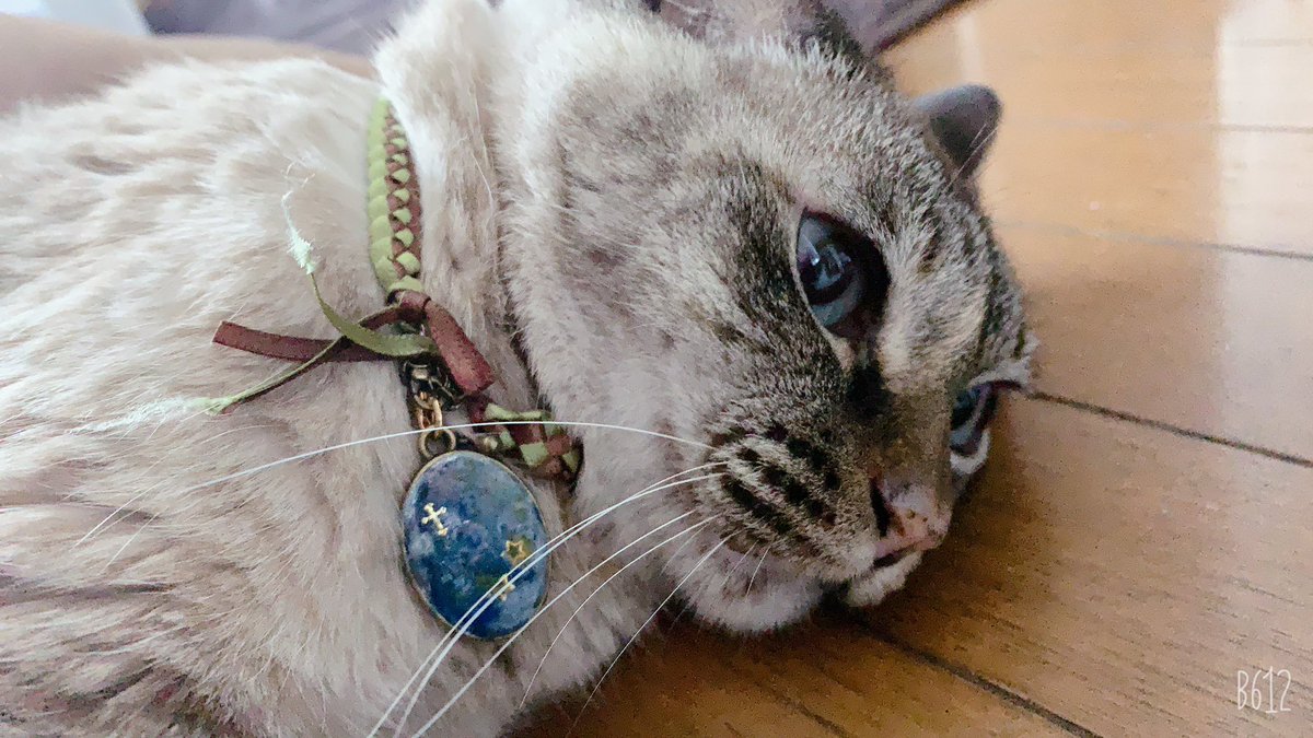 まふもふ 娘のリボンレイとレジンの初作品 飼い猫の首輪にしてみました リボンレイ レジン 初作品 ハンドメイド好きさんとつながりたい 猫の首輪