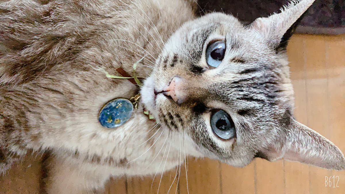 まふもふ 娘のリボンレイとレジンの初作品 飼い猫の首輪にしてみました リボンレイ レジン 初作品 ハンドメイド好きさんとつながりたい 猫の首輪 まふもふ 娘のリボンレイとレジンの初作品 飼い猫の首輪にしてみました リボンレイ レジン 初作品 ハンドメイド好きさんとつながりたい 猫の首輪