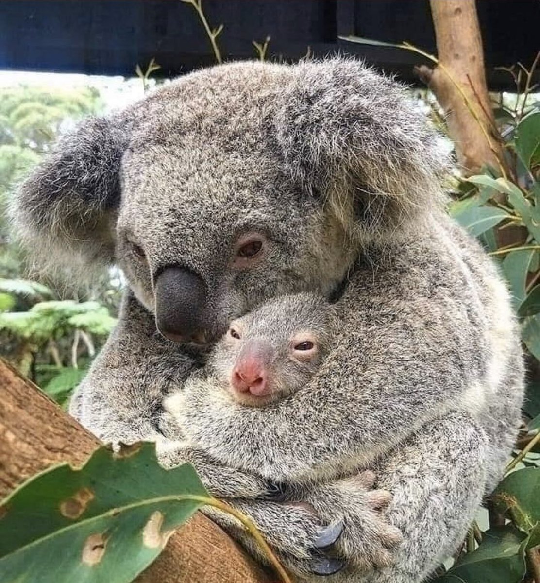 TheJaguaress's tweet photo. We need a #koalarevolution #AustralianBushfire #ClimateEmergency #ScottyFromMarketting #AustraliaFires #AustraliaIsOnFire https://t.co/bBpVIyjinI