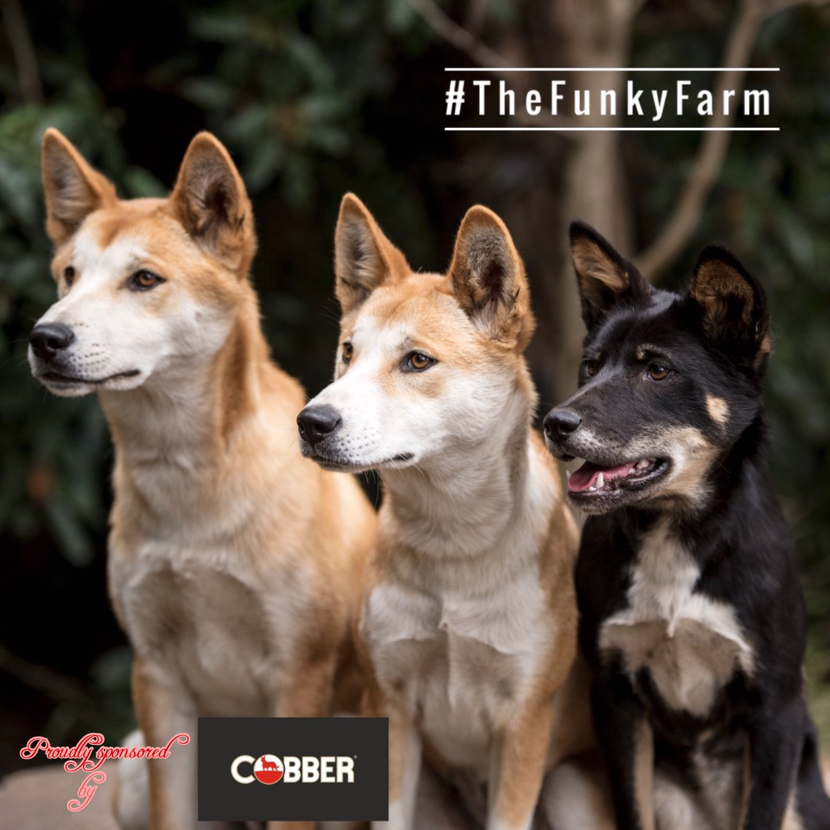 TheFunkyFarm's tweet photo. Pic of the day 📸
Feed your animals the best🥇
@Barastoc_Horse @cobber @HastingsProduce @darrenpallant
.
.
.
.
.
.
#dingo #alpinedingo #barastoc #dogfood #feedyouranimalsthebest #thefunkyfarm #picoftheday📷 #wherewouldyouratherbe #morningtonpeninsula https://t.co/ADgq7yrlOE