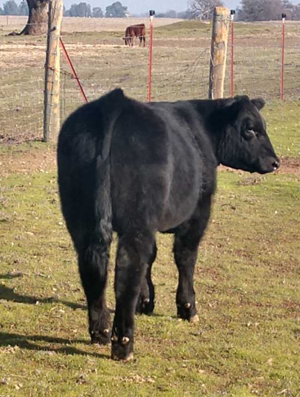 Show Steer dlvr.it/RMRb80