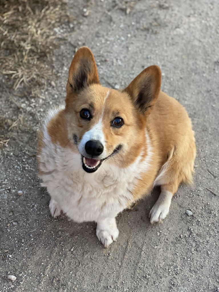 AprilEngstrom's tweet photo. @dogfather @thotsofdoglol Bc Daisy wants to stay in touch! 💞 https://t.co/osRHpPAqPh