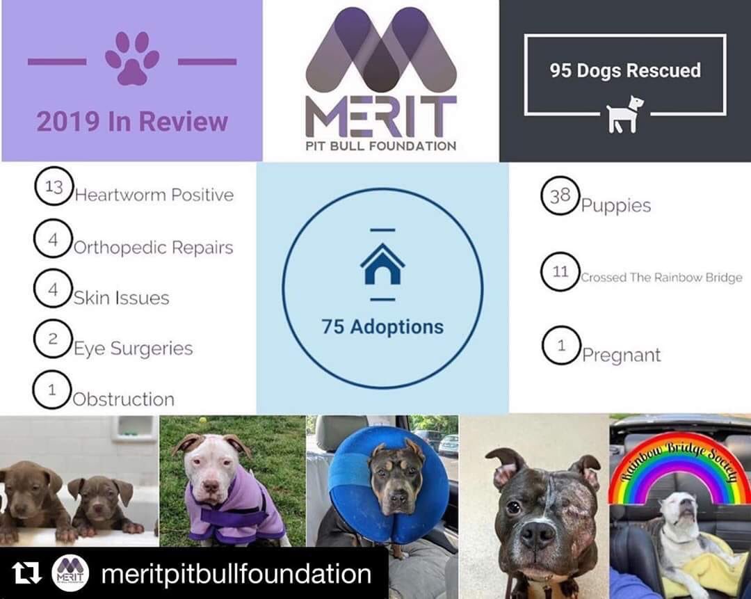 Merit Pit Bull tweet media