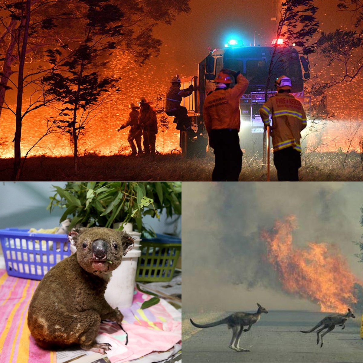 TheRealLukevans's tweet photo. It’s so painful to watch a country that I love so much, being decimated by these horrific fires.  If you can help, please donate what you can, there are many ways to help, here is one https://t.co/JDcKMRZaCY https://t.co/NNmQ75dZXr