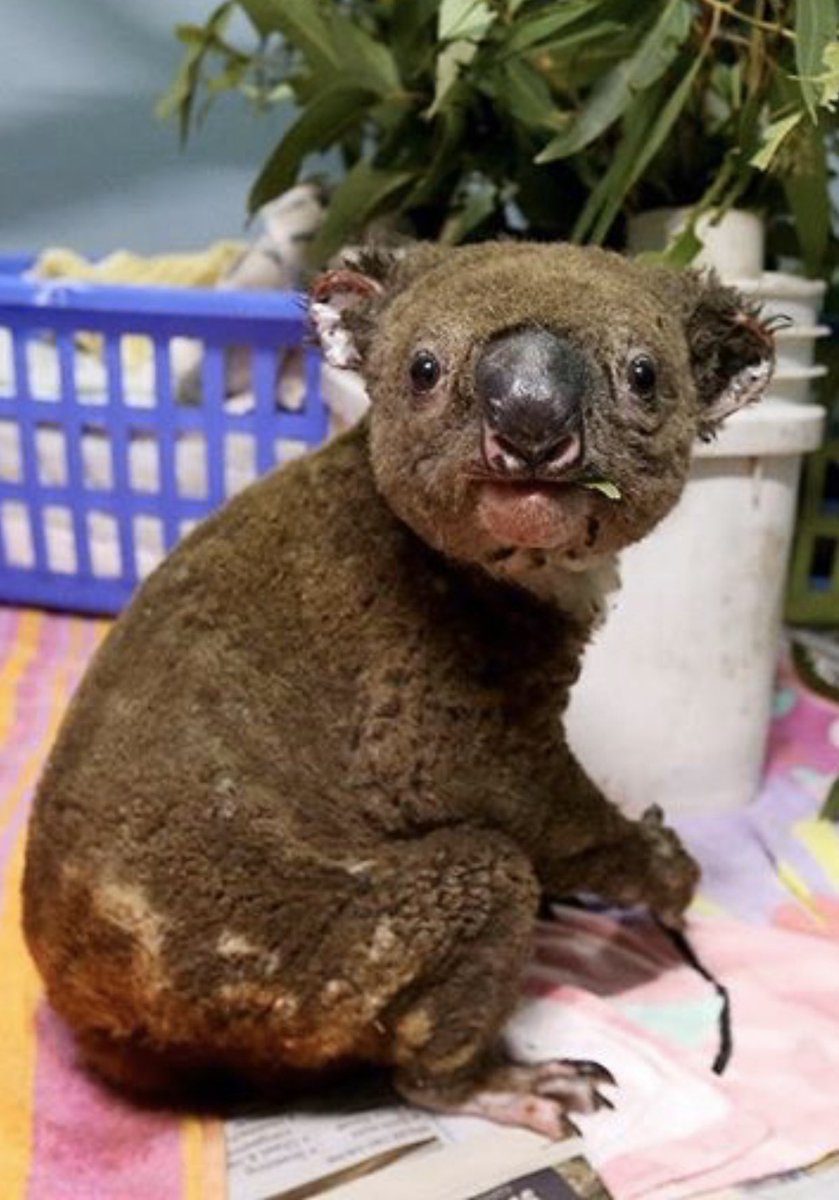 Please help the Australian bushfires 🥺🇦🇺🙏🏼- over half a billion animals have died already - to make a donation click here - redcross.org.au/campaigns/disa…