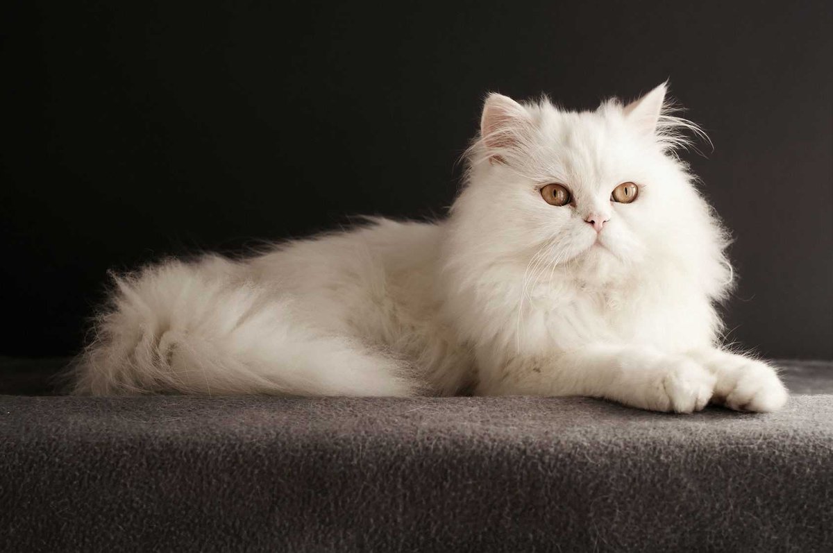 NimoulStore's tweet photo. Did you know, The Persian cat originated in the high plateaus of Iran where their long silky fur protected them from the cold. Italian traders brought the breed to Europe in the 17th century, where they became an exotic status symbol.

#garyveechallenge #information #QuickFacts https://t.co/wCA1qWW2WA