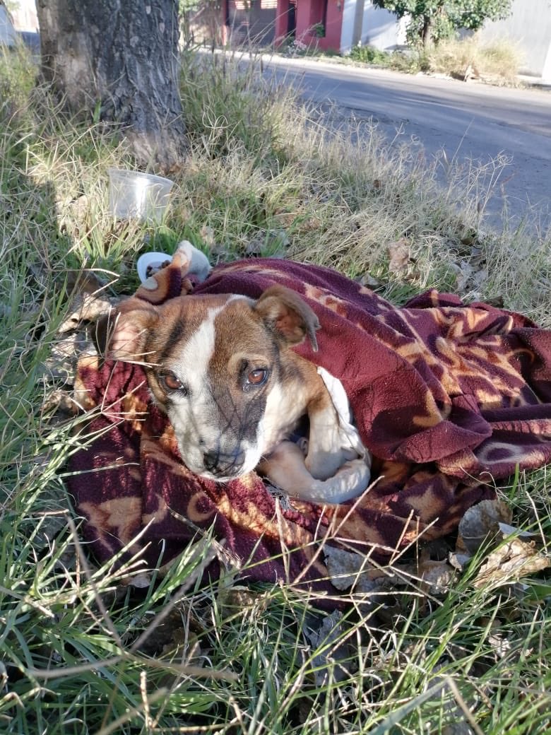 vargasfabiola's tweet photo. ¿Alguna persona que pueda adoptar o reguardar a este perrito por favor?  Es un cachorro que dejaron afuera de casa de una conocida por Canteras en Aguascalientes, cerca del club necaxa. Urge o morirá de frío. Yo tengo 6 ahora y no puedo. https://t.co/hEOzzJ6GPW
