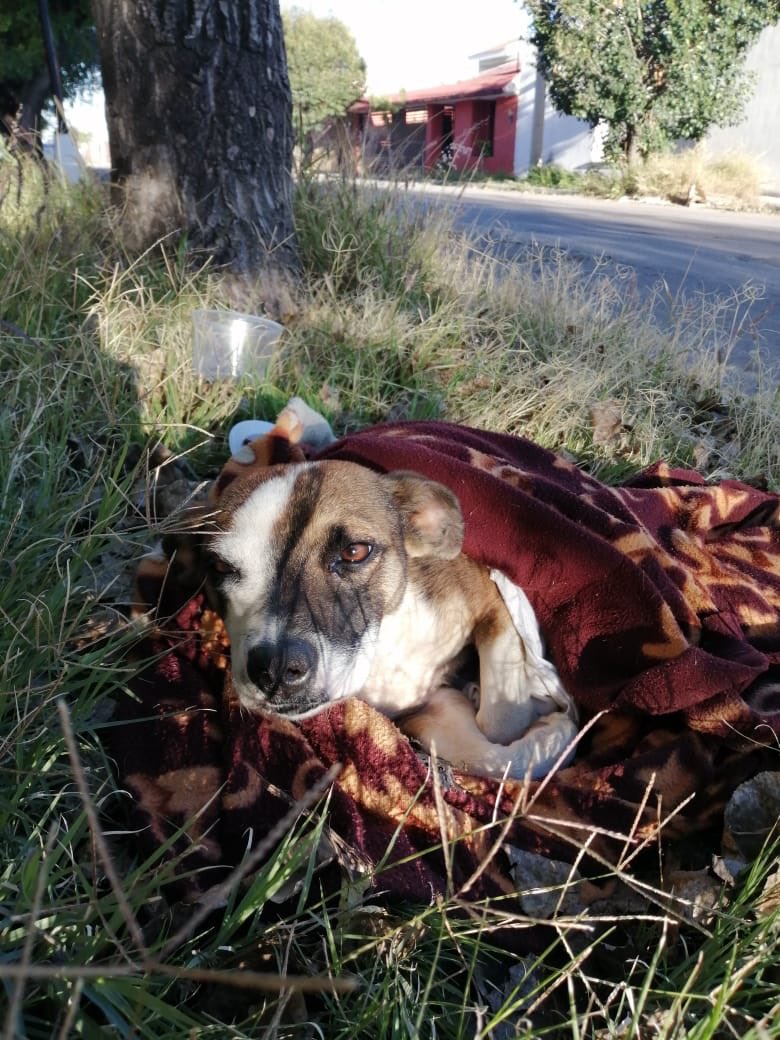 vargasfabiola's tweet photo. ¿Alguna persona que pueda adoptar o reguardar a este perrito por favor?  Es un cachorro que dejaron afuera de casa de una conocida por Canteras en Aguascalientes, cerca del club necaxa. Urge o morirá de frío. Yo tengo 6 ahora y no puedo. https://t.co/hEOzzJ6GPW