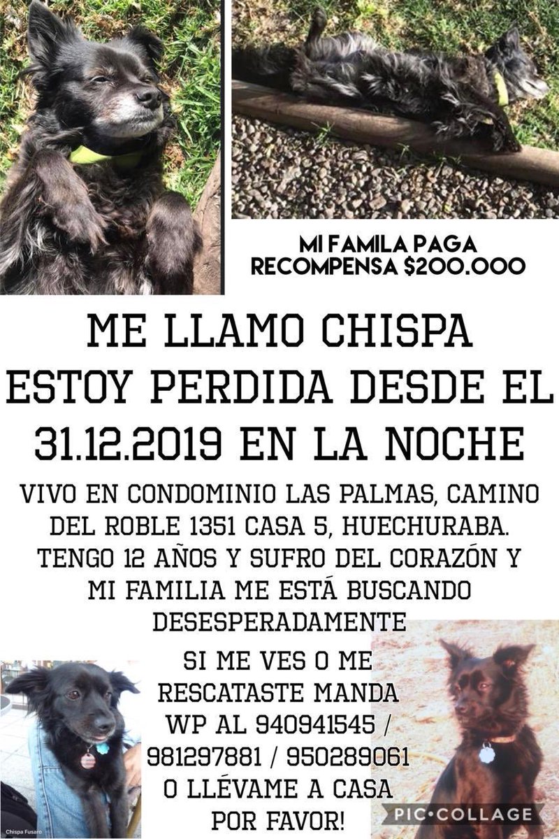 URGENTE VIEJITA PERDIDA EN HUECHURABA, SE LLAMA CHISPA, SECTOR PEDRO FONTOVA <a href="/inpolitic/">#SaharaLibre y Del 55,76%</a> <a href="/BaettigGloria/">Gloria Baettig</a> <a href="/kattykowaleczko/">Katty Kowaleczko</a> <a href="/TonkaTP/">Tonka Tomicic</a> <a href="/carolinapinoc/">Caro 🌲 C.</a> <a href="/XimenaAG70/">Ximena A.G</a> @NicolePerez92 <a href="/patrmarsh/">𑁍ᑭᗩT ♀️🟣</a> <a href="/EAlbasetti/">Eliana Albasetti</a> <a href="/Cassata20/">Cassata</a> <a href="/elgatoconlapiz/">Gato Conlápiz</a> <a href="/sotomayor_el/">Sotito, el legado</a>