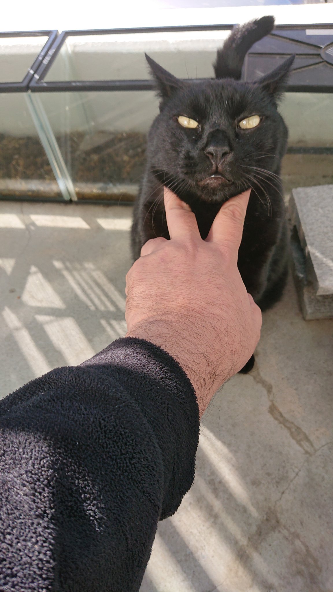 白めがねの洗濯男 次は なにかな どこかな Fuji Ayako 怒るだけでは効果少ないので 母猫がしつけで首もとを噛むように 喉元を の字の手で圧迫すると効果的です 出演 我が家のベランダに住み着いている黒猫のくろちゃん T Co Y6dn1qu3tf