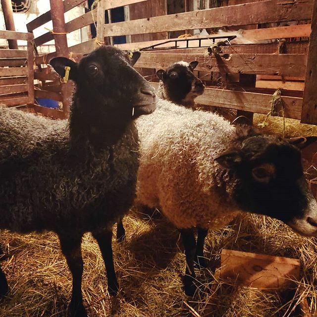 NesFarm's tweet photo. Visited some Gotland girls this evening
#OntWool https://t.co/N2XvZH3YoB https://t.co/p3LUiYn9xL