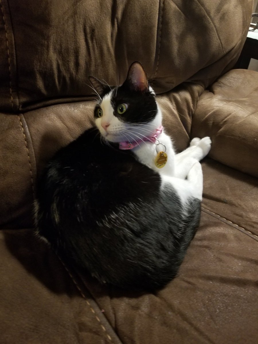 hamburger_h_cat's tweet photo. https://t.co/l20ccxU1Ph